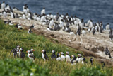 Image. Atlantic Puffin