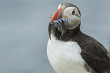 Image. Atlantic Puffin