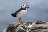 Image. Atlantic Puffin