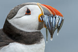 Image. Atlantic Puffin