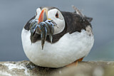 Image. Atlantic Puffin
