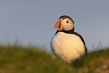 Image. Atlantic Puffin