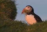 Image. Atlantic Puffin