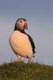 Image. Atlantic Puffin