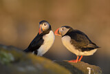 Image. Atlantic Puffin