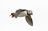 Image. Atlantic Puffin