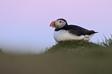 Image. Atlantic Puffin