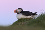 Image. Atlantic Puffin