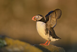 Image. Atlantic Puffin