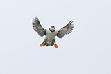 Image. Atlantic Puffin