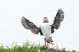 Image. Atlantic Puffin