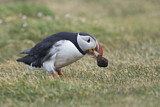 Image. Atlantic Puffin