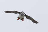 Image. Atlantic Puffin
