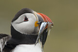 Image. Atlantic Puffin