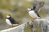 Image. Atlantic Puffin