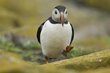 Image. Atlantic Puffin