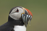 Image. Atlantic Puffin