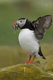Image. Atlantic Puffin