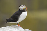 Image. Atlantic Puffin