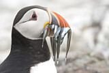 Image. Atlantic Puffin