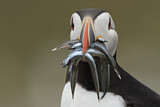 Image. Atlantic Puffin
