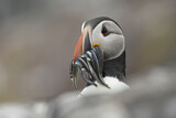 Image. Atlantic Puffin