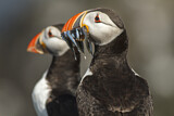 Image. Atlantic Puffin