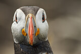 Image. Atlantic Puffin