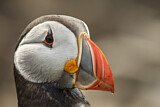 Image. Atlantic Puffin