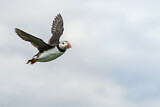 Image. Atlantic Puffin