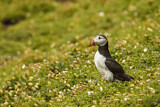 Image. Atlantic Puffin