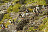 Image. Atlantic Puffin