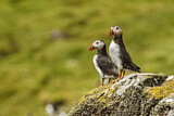 Image. Atlantic Puffin
