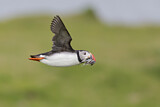 Image. Atlantic Puffin