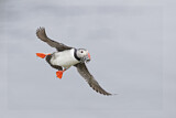 Image. Atlantic Puffin
