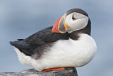 Image. Atlantic Puffin
