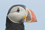 Image. Atlantic Puffin