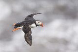 Image. Atlantic Puffin