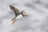 Image. Atlantic Puffin