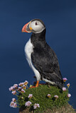 Image. Atlantic Puffin