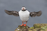 Image. Atlantic Puffin