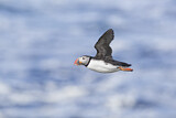 Image. Atlantic Puffin