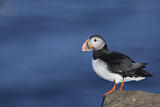 Image. Atlantic Puffin