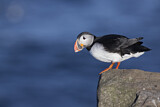 Image. Atlantic Puffin