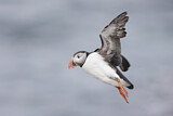 Image. Atlantic Puffin