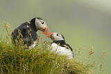 Image. Atlantic Puffin