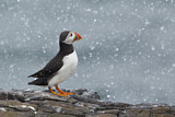 Image. Atlantic Puffin
