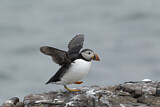 Image. Atlantic Puffin