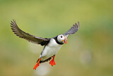 Image. Atlantic Puffin