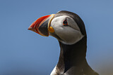 Image. Atlantic Puffin